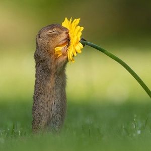 Meet your Posher, Samuel